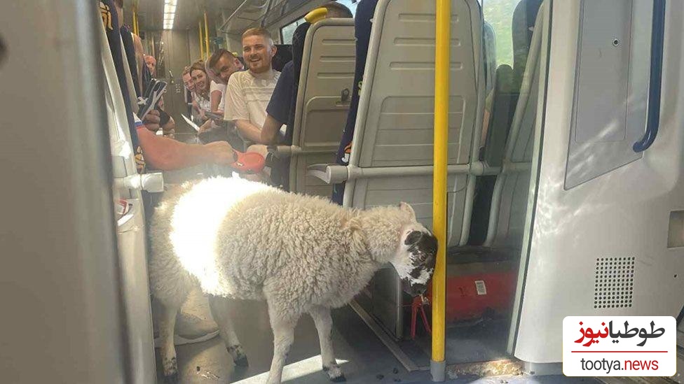 ابتکار خنده‌دار مسافر باهوش در بردن گوسفندش به قطار، واگن‌ها رو هم به خنده واداشت؛ پوشک کردن گوسفند برای آرام کردن ماموران قطار😂+عکس