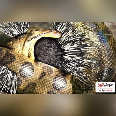 (ویدئو) ویژه مستند حیات وحش حیوانات/ راز بقا؛ این داستان: نبرد نفس‌گیر جوجه تیغی و مار کبری