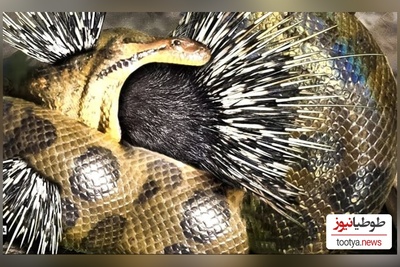 (ویدئو) ویژه مستند حیات وحش حیوانات/ راز بقا؛ این داستان: نبرد نفس‌گیر جوجه تیغی و مار کبری