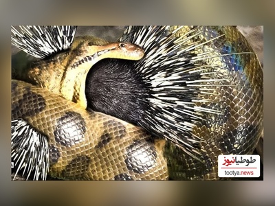 (ویدئو) ویژه مستند حیات وحش حیوانات/ راز بقا؛ این داستان: نبرد نفس‌گیر جوجه تیغی و مار کبری