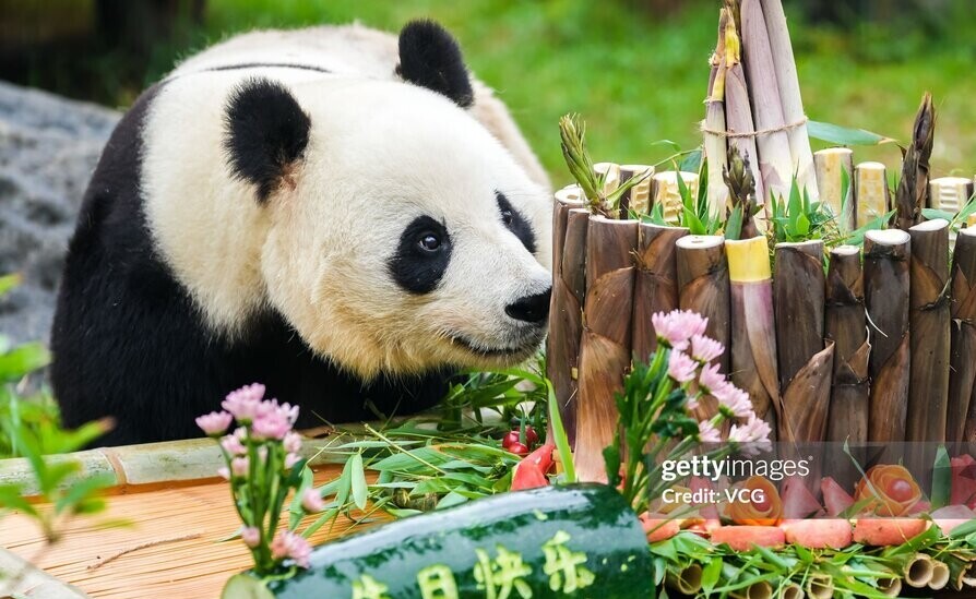 یاجی، پاندای غول‌پیکر باغ‌وحش جینان، تولد 10 سالگی‌اش را جشن گرفت. 