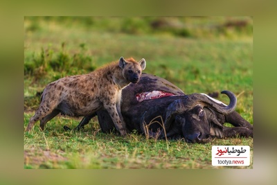 (ویدئو)  مستند حیات وحش حیوانات:نبرد خونین بوفالو و کفتارهای وحشی