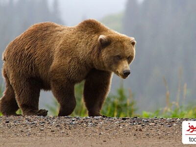 (ویدئو) ترفند جالب خرس قهوه‌ای برای رفع خارش پوست / احتمالا این خرس تو زندگی قبلیش آدم بوده