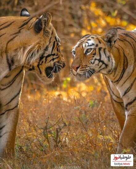 (تصاویر) ابراز عشق زیبای حیوانات به همدیگر؛ قاب هایی درخشان از حیوانات عاشق در حیات وحش