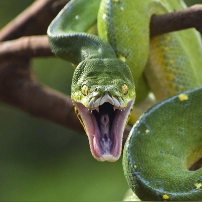 روش عجیب و بامزه مار پیتون در بالا رفتن از درخت!/چه حرکات خفنی هم میزنه😳 +ویدئو