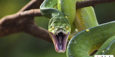 روش عجیب و بامزه مار پیتون در بالا رفتن از درخت!/چه حرکات خفنی هم میزنه😳 +ویدئو