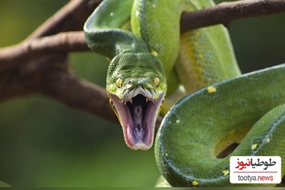 روش عجیب و بامزه مار پیتون در بالا رفتن از درخت!/چه حرکات خفنی هم میزنه😳 +ویدئو