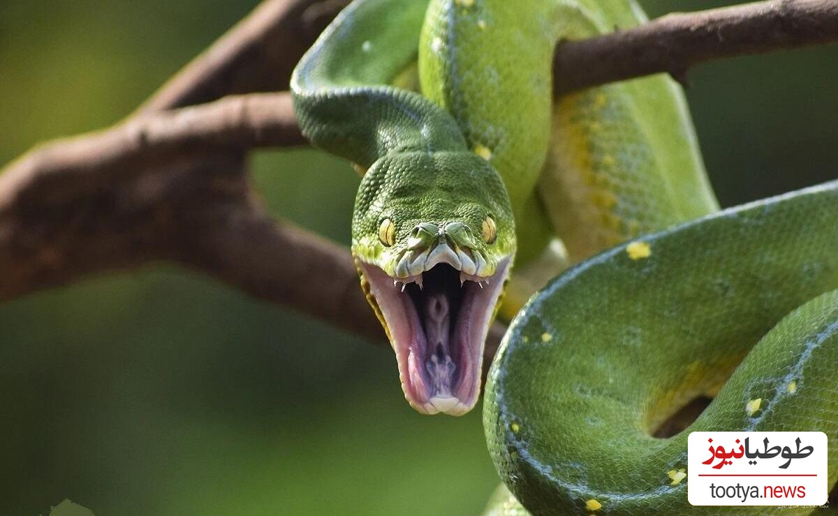 روش عجیب و بامزه مار پیتون در بالا رفتن از درخت!/چه حرکات خفنی هم میزنه😳 +ویدئو