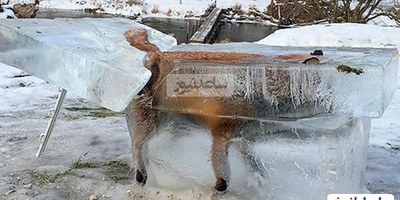 تصاویر تکان دهنده از یخ زدن عجیب و وحشتناک حیوانات در حال حرکت در دمای 56- درجه +ویدئو