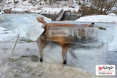 تصاویر تکان دهنده از یخ زدن عجیب و وحشتناک حیوانات در حال حرکت در دمای 56- درجه +ویدئو