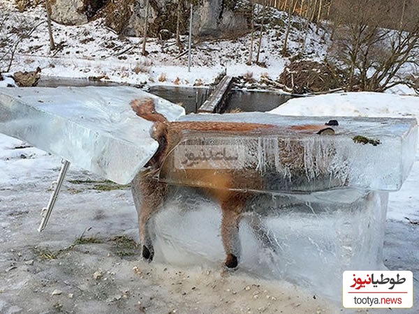تصاویر تکان دهنده از یخ زدن عجیب و وحشتناک حیوانات در حال حرکت در دمای 56- درجه +ویدئو