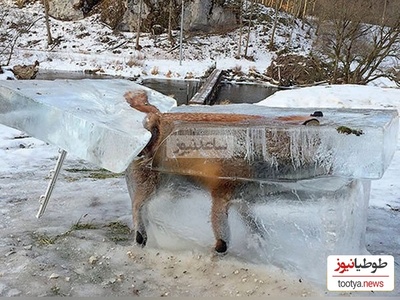تصاویر تکان دهنده از یخ زدن عجیب و وحشتناک حیوانات در حال حرکت در دمای 56- درجه +ویدئو