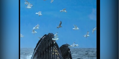 ویدئو دیده نشده از باشکوه ترین روش گروهی نهنگ ها برای شکار/ شگفت انگیز، فقط اون لحظه ای که شروع میکنن به بافتن تور!