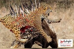 مستند حیات وحش حیوانات/ راز بقا: نبرد طاقت فرسای پلنگ با جوجه تیغی