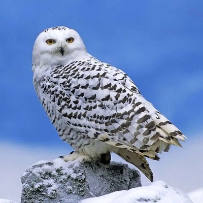 تا به حال جغد به این بزرگی دیده اید؟/خدا چقدرم خوشگلش نقاشی کرده!+ویدئو