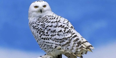 تا به حال جغد به این بزرگی دیده اید؟/خدا چقدرم خوشگلش نقاشی کرده!+ویدئو