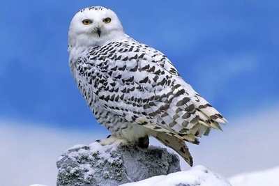 تا به حال جغد به این بزرگی دیده اید؟/خدا چقدرم خوشگلش نقاشی کرده!+ویدئو