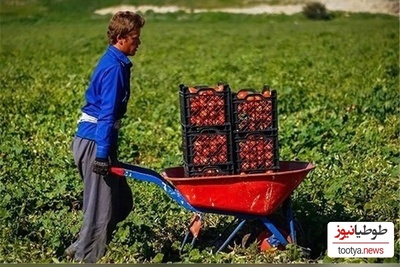 خلاقیت خنده‌دار "کشاورز تبریزی" در آبیاری  حماسه نیست پس چیه؟/ هنر نزد ایرانیان است و بس!