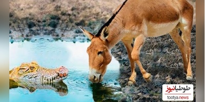 (ویدئو) ویژه علاقه مندان به مستند حیات وحش حیوانات/ راز بقا، این داستان: نبرد نفس‌گیر تمساح وحشی و اُلاغ