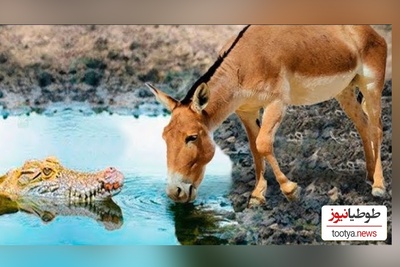 (ویدئو) ویژه علاقه مندان به مستند حیات وحش حیوانات/ راز بقا، این داستان: نبرد نفس‌گیر تمساح وحشی و اُلاغ