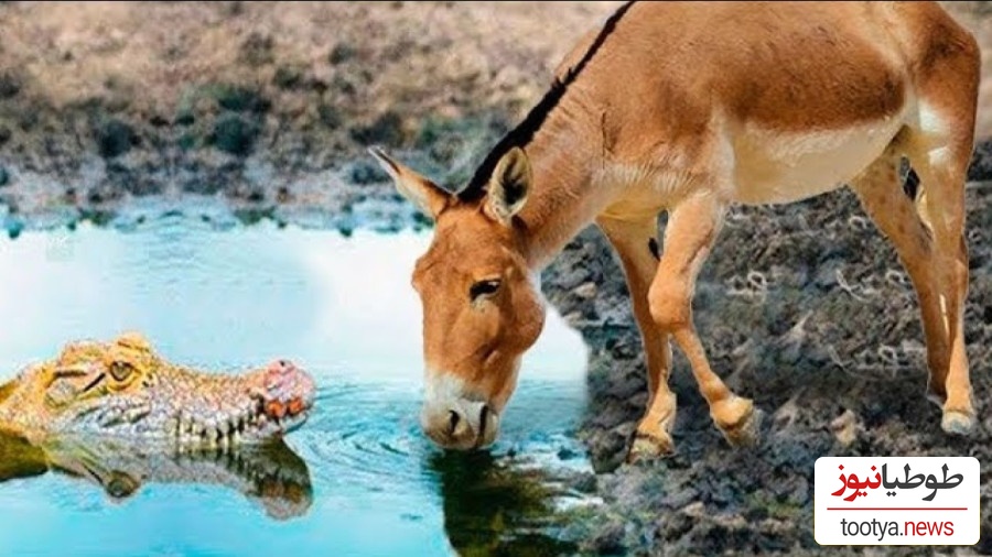 (ویدئو) ویژه علاقه مندان به مستند حیات وحش حیوانات/ راز بقا، این داستان: نبرد نفس‌گیر تمساح وحشی و اُلاغ