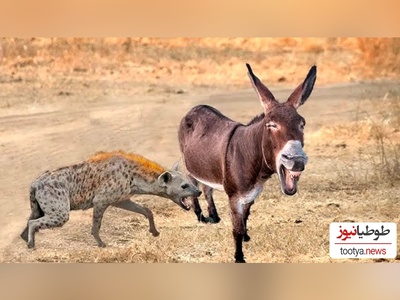 (ویدئو) مستند حیات وحش حیوانات/ راز بقا، این داستان: نبرد نفس‌گیر کفتار وحشی و اُلاغ بازیگوش