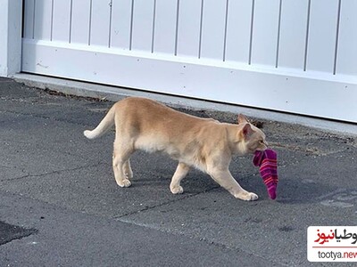 (عکس) معمای عجیب و باورنکردنی گربه‌هایی که «دزدی» می‌کنند/ فقط اقلام دزدی هاشونو